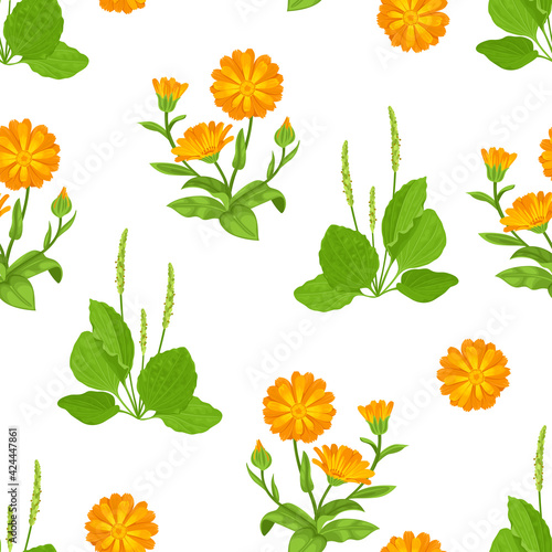 Medicinal herbs and flowers seamless pattern. Vector illustration of green plantain and orange marigold in cartoon flat style. Botanical background.