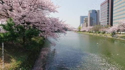 福岡県福岡市舞鶴公園の桜