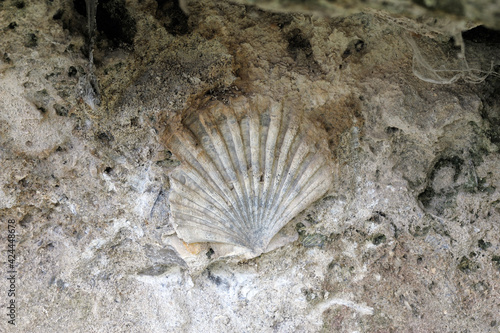 Canvastavla Fossilized mollusk shell