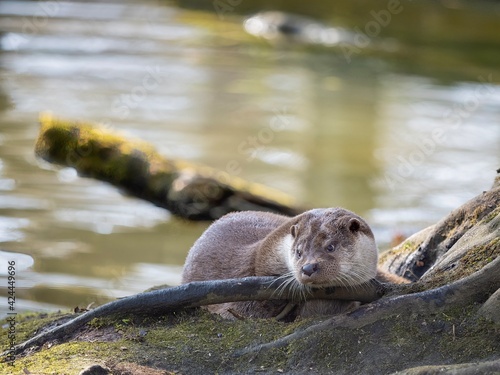 otter on the rock