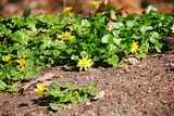 Ficaria verna celandine with yellow flowers and green leaves on forest floor