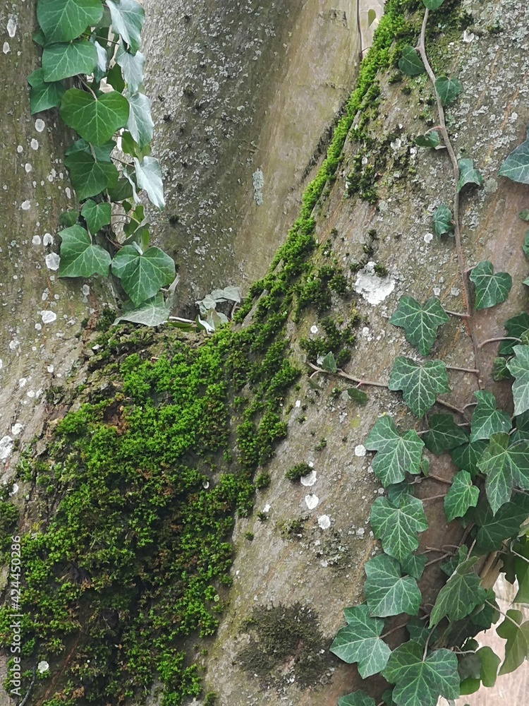 Fototapeta premium btroz