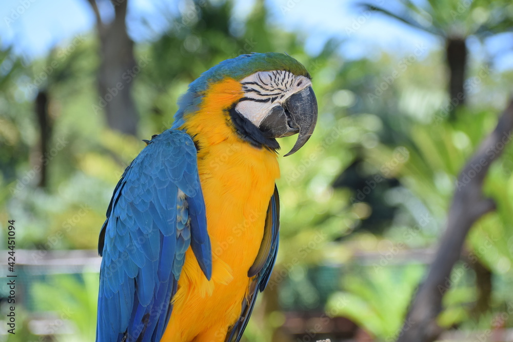 blue and yellow macaw