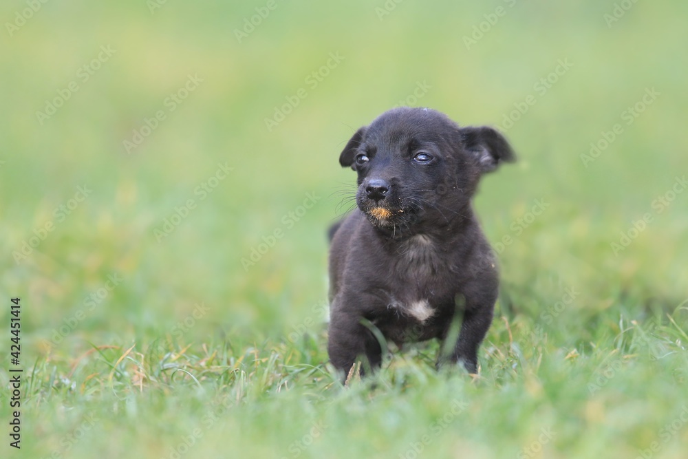 Mixed-breed puppy. Portrait of a Mixed Breed Black Puppy sitting in the grass