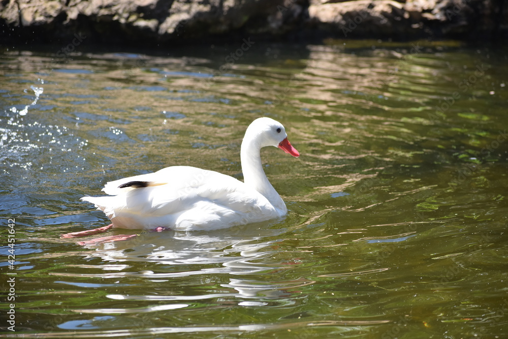 Obraz premium swan on the lake