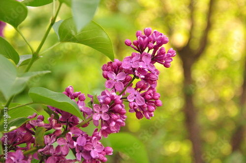 lilac branch with purple petals against the background of green foliage