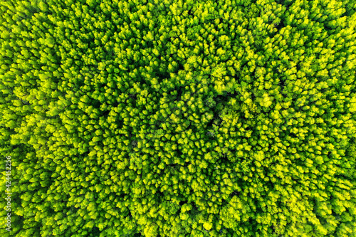 Aerial view of green trees in forest.
