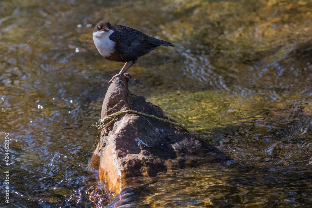 White-throated Dipper (Cinclus cinclus)