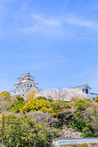 桜と唐津城　佐賀県唐津市　Cherry Blossoms and Karatsu castle Saga-ken Karatsu city