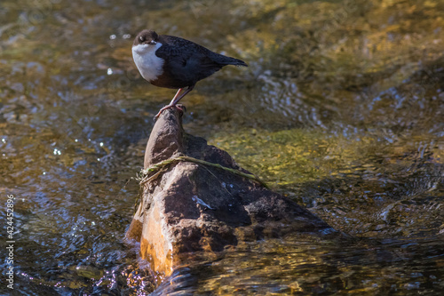 Obraz na płótnie White-throated Dipper (Cinclus cinclus) w salonie