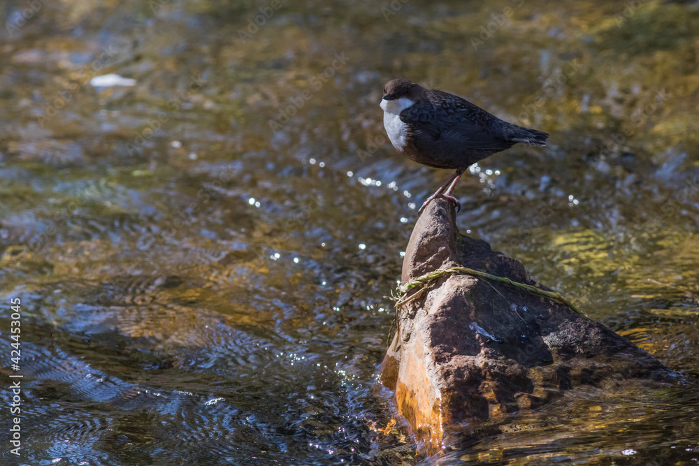 White-throated Dipper (Cinclus cinclus)