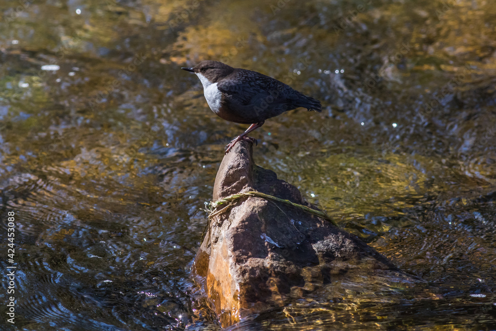 White-throated Dipper (Cinclus cinclus)