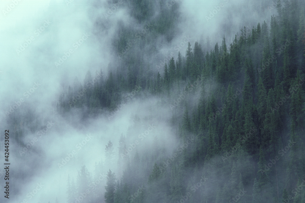 Fototapeta premium Conifers in Arapahoe National Forest, Colorado