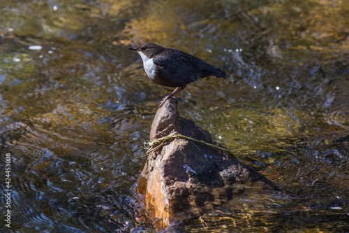 Obraz na płótnie White-throated Dipper (Cinclus cinclus) w salonie