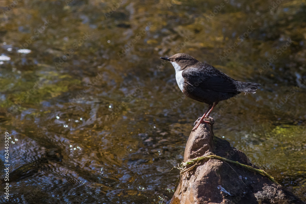 White-throated Dipper (Cinclus cinclus)