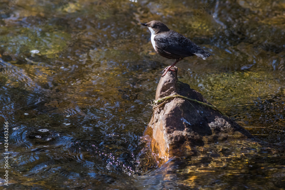 White-throated Dipper (Cinclus cinclus)