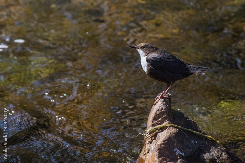 Obraz na płótnie White-throated Dipper (Cinclus cinclus) w salonie