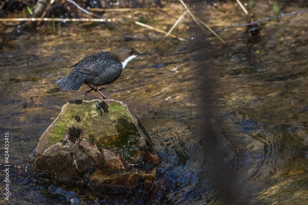 White-throated Dipper (Cinclus cinclus)