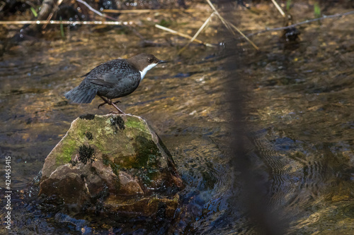Obraz na płótnie White-throated Dipper (Cinclus cinclus) w salonie