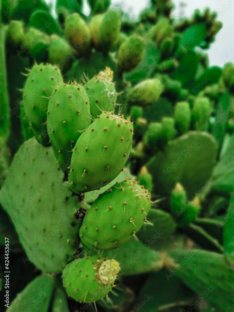 Cactus fruit, spiny cactus, Vertical cactus photo, Green photos, Prickly fig, prickly pear and chives Cactus fruit, spiny cactus, Vertical cactus photo, Green photos, Prickly fig, prickly pear and chives