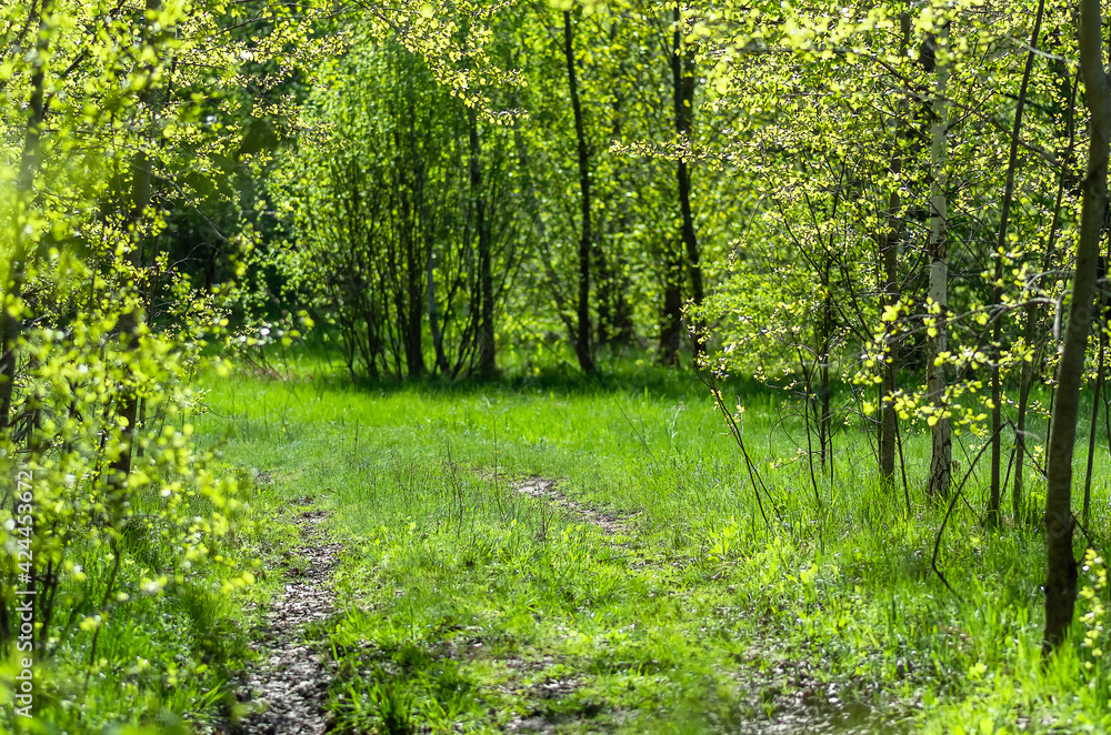 Dirt road in the spring forest. Sunny day in the forest. Green spring foliage. Nature background Dirt road in the spring forest. Sunny day in the forest. Green spring foliage. Nature background