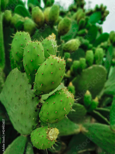 Cactus fruit  spiny cactus  Vertical cactus photo  Green photos  Prickly fig  prickly pear and chives