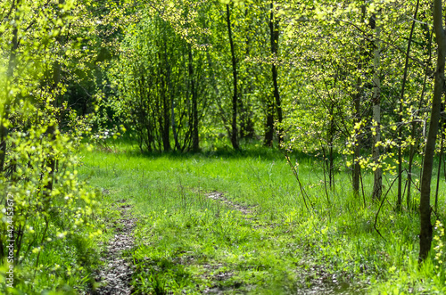Dirt road in the spring forest. Sunny day in the forest. Green spring foliage. Nature background