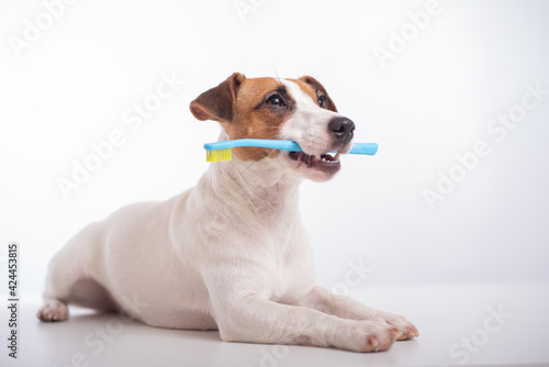 Smart dog jack russell terrier holds a blue toothbrush in his mouth on a white background. Oral hygiene of pets