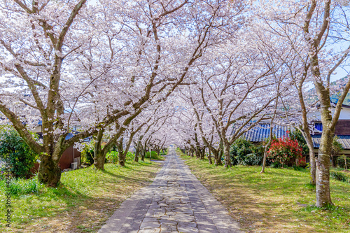 桜並木 円応寺 佐賀県武雄市 Row of cherry blossom trees Ennou temple Saga-ken Takeo city