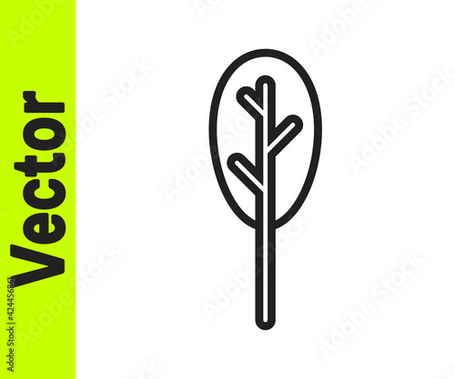 Black line Spinach icon isolated on white background. Vector