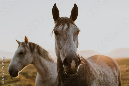 Two grey horses in a field at sunset