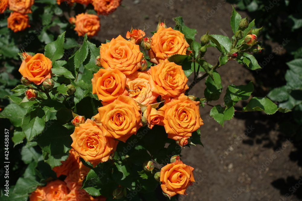 Sprig of rose bush with bright orange flowers in June Sprig of rose bush with bright orange flowers in June