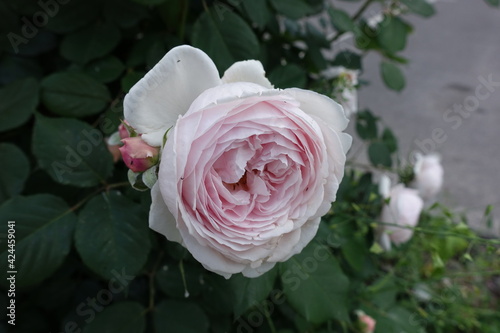 Purplish pink flower of rose in the garden in May