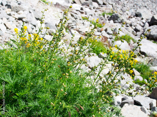 高山帯に咲く花・タカネヨモギ(日本固有種) photo