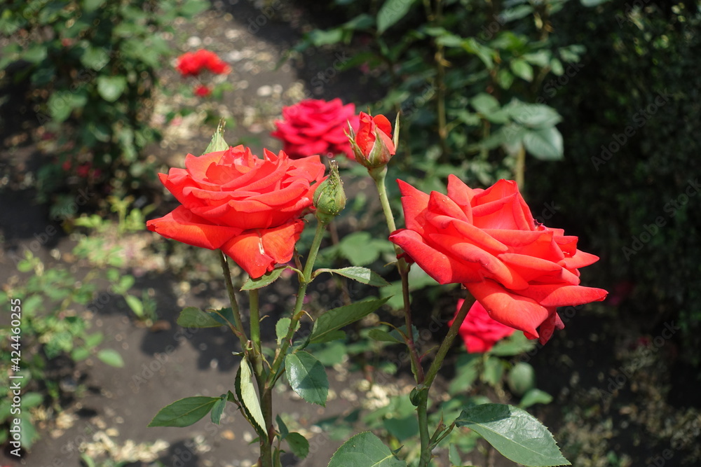 Couple of red flowers of roses in June