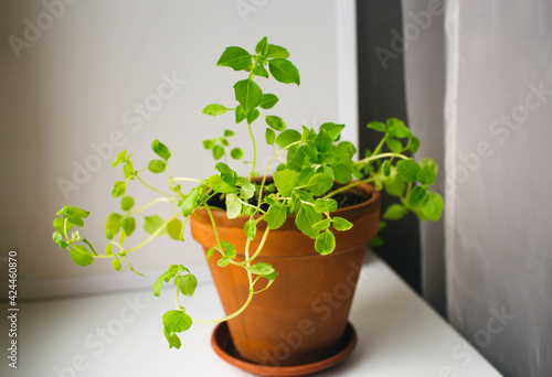 green plant basil in clay pot on windowsill.