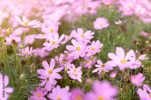 pink cosmos flower blooming in the field, vintage tone
