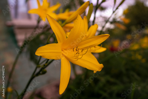 Daylily, flower in the garden, decorativel plant for flower beds. Photo in the natural environment.