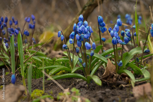 Scilla sibirica flower in the garden, ornamental flowerbed plant. Photo in the natural environment.