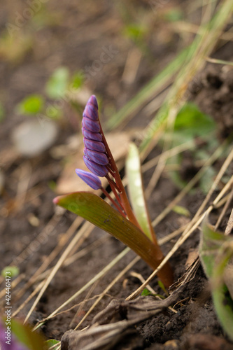 Alpine squill flower in the garden, ornamental flowerbed plant. Photo in the natural environment.