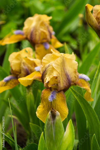 Iris, flower in the garden, ornamental plant for flower beds. Photo in the natural environment.