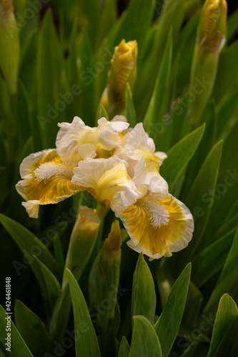 Iris, flower in the garden, ornamental plant for flower beds. Photo in the natural environment.
