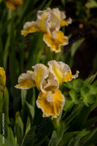 Iris, flower in the garden, ornamental plant for flower beds. Photo in the natural environment.