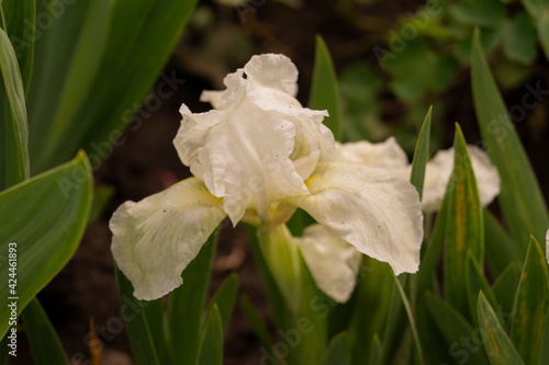 Iris, flower in the garden, ornamental plant for flower beds. Photo in the natural environment.