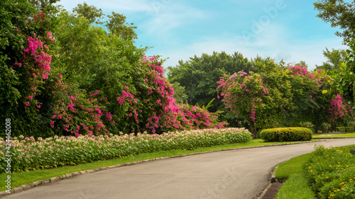 Jogging track in garden, greenery trees, flower shrub and bush, black asfalt concrete walkway