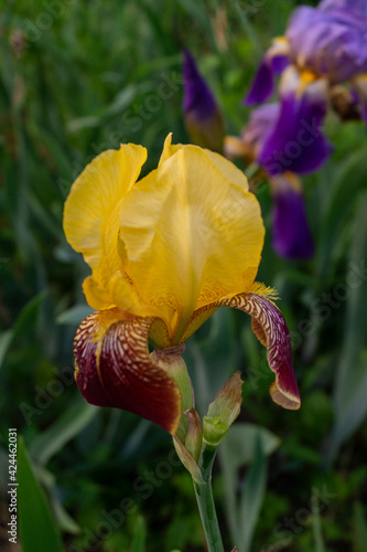 Iris, flower in the garden, ornamental plant for flower beds. Photo in the natural environment.