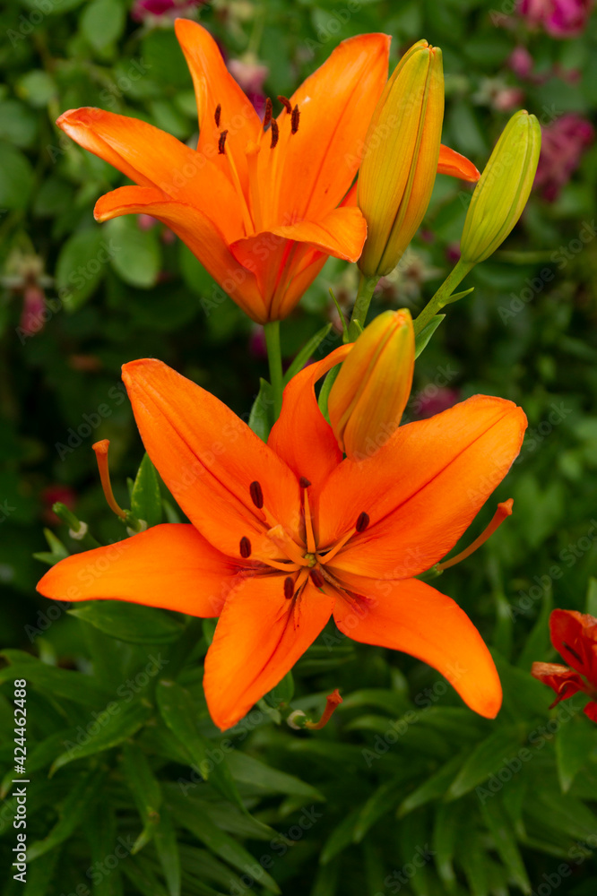 Lily, flower in the garden, ornamental flowerbed. Photo in the natural environment. Lily, flower in the garden, ornamental flowerbed. Photo in the natural environment.