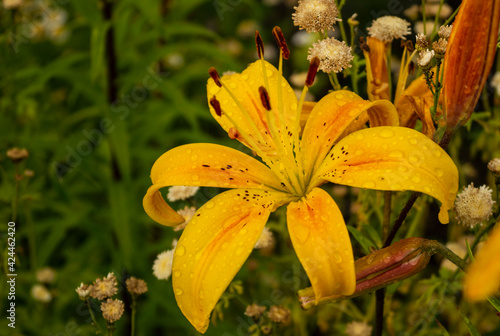 Lily, flower in the garden, ornamental flowerbed. Photo in the natural environment.