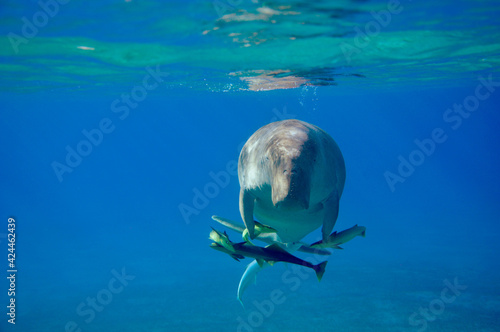 Dugong and suckerfishes