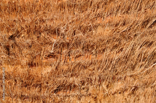 Palm tree surface - background